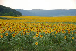 Bulgaria/Sunflowers_DSC_0535.JPG Bulgaria/Sunflowers_DSC_0535.JPG