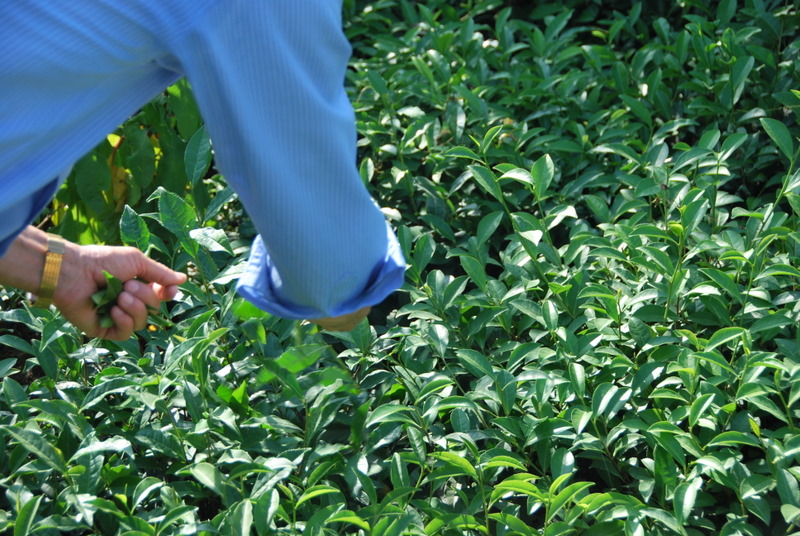 Iran-Caspian/HandPickTeaDSC_0231.JPG Iran-Caspian/HandPickTeaDSC_0231.JPG