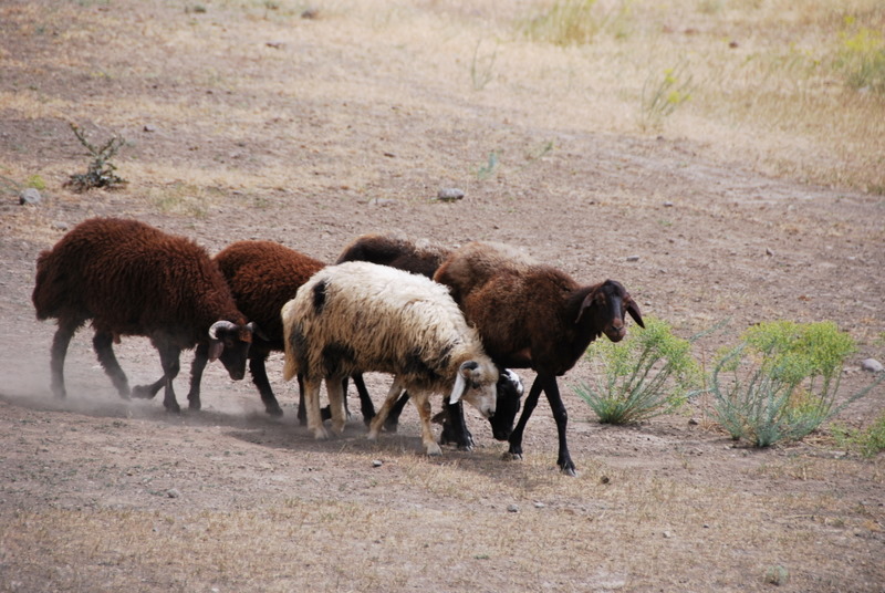 Turkey_RT_NE_Kurd/tr_kurd_Sheep_DSC_0826.JPG